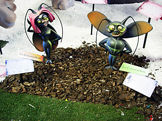 cucarachoni, Cucacachas